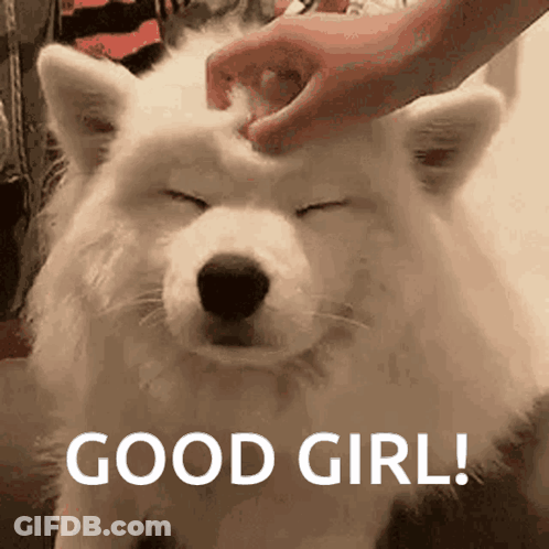 A White Dog With Its Eyes Closed Is Being Petted By A Person With The Words Good Girl Below It GIF