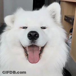 A White Dog With Its Tongue Hanging Out Is Smiling GIF