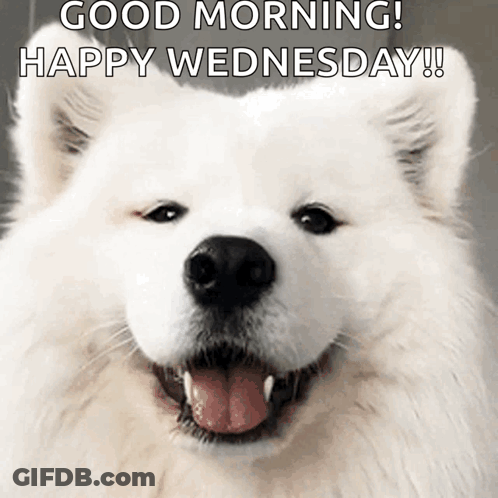 A White Dog With Its Tongue Out And The Words Good Morning Happy Wednesday GIF