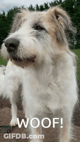 A White Dog With The Word Woof Written On It GIF