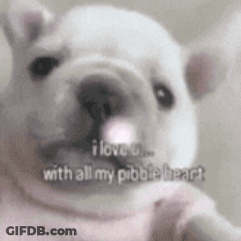 A White Dog With The Words `` I Love U With All My Pebble Heart '' Written On It . GIF