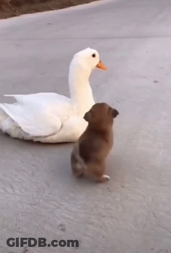 A White Duck And A Brown Dog Are Walking On A Road GIF