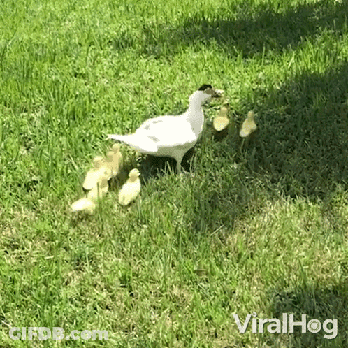 A White Duck And Her Ducklings Are Walking In The Grass GIF