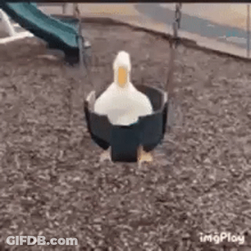 A White Duck Is Sitting In A Swing In A Playground . GIF