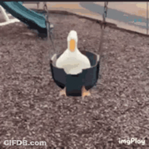 A White Duck Is Sitting In A Swing In A Playground . GIF
