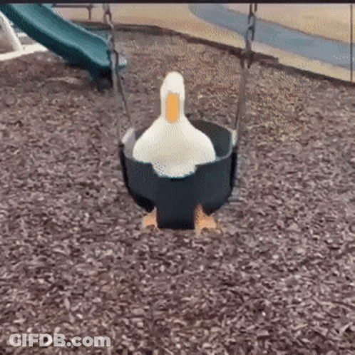A White Duck Is Sitting On A Blue Swing In A Playground . GIF