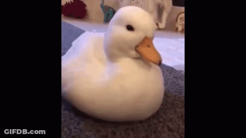 A White Duck Is Sitting On A Carpet On A Carpet . GIF