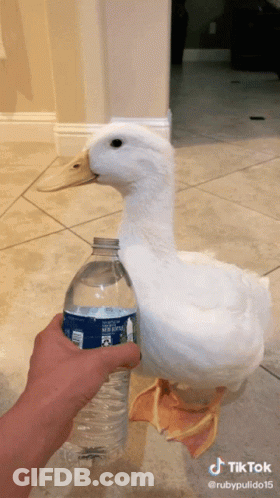 A White Duck Is Standing Next To A Bottle Of Water GIF