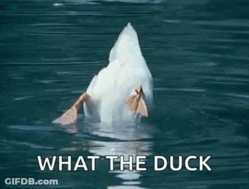 A White Duck Is Swimming In The Water And Looking At The Camera . GIF
