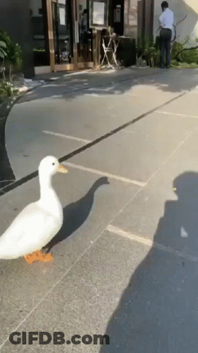 A White Duck Is Walking Down The Sidewalk Next To A Man . GIF