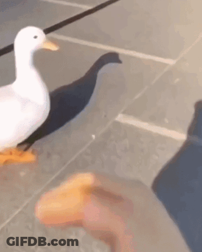 A White Duck Is Walking On A Leash Next To A Person 'S Hand . GIF