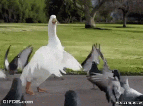 A White Duck Standing In Front Of A Flock Of Pigeons . GIF