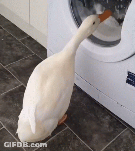 A White Duck Standing Next To A Washing Machine That Has A Sticker On It That Says ' Bosch ' On It GIF