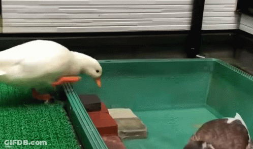 A White Duck With A Red Beak Is Standing In A Green Container With Other Ducks In It . GIF
