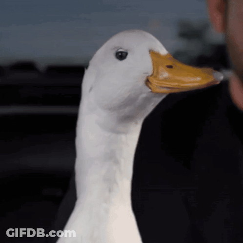 A White Duck With A Yellow Beak And Black Eyes GIF