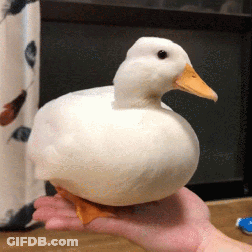 A White Duck With A Yellow Beak Is Being Held In A Person 'S Hand GIF