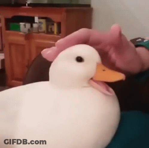 A White Duck With A Yellow Beak Is Being Petted By A Person . GIF