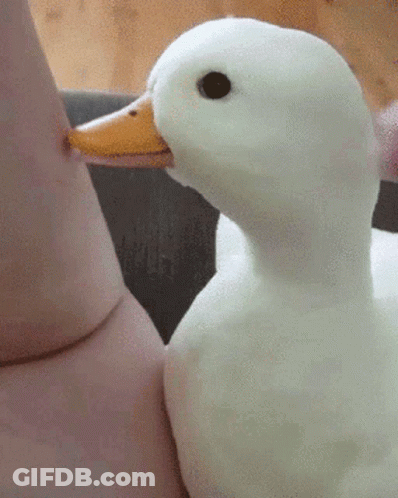 A White Duck With A Yellow Beak Is Biting A Person 'S Leg GIF