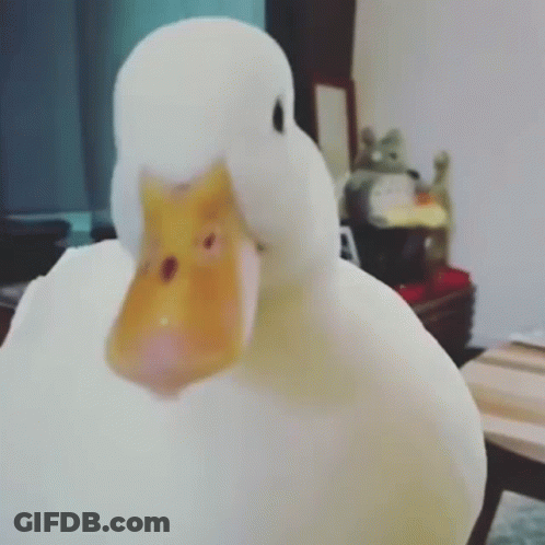 A White Duck With A Yellow Beak Is Looking At The Camera In A Living Room . GIF