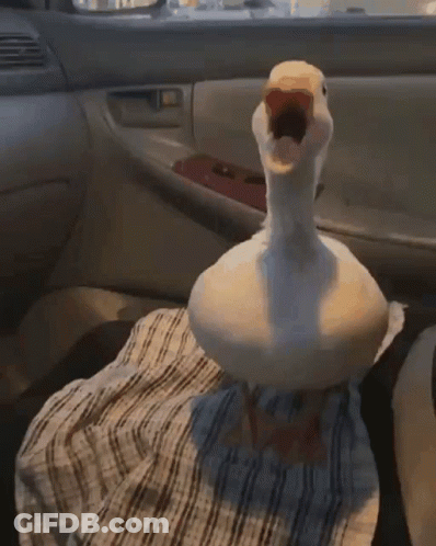 A White Duck With A Yellow Beak Is Standing In A Car GIF