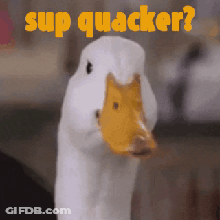A White Duck With A Yellow Beak Is Standing In Front Of A Sign That Says Sup Quacker GIF