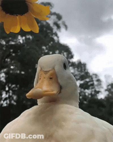 A White Duck With A Yellow Beak Is Standing In Front Of A Yellow Sunflower . GIF