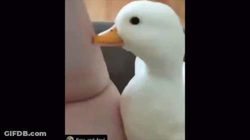 A White Duck With A Yellow Beak Is Standing Next To A Person . GIF