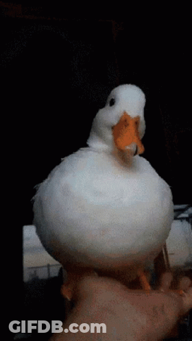 A White Duck With An Orange Beak Is Being Held In Someone 'S Hand GIF