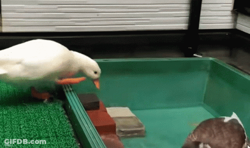 A White Duck With An Orange Beak Is Standing In A Green Box . GIF