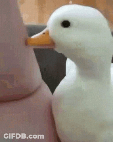 A White Duck With An Orange Beak Is Standing Next To A Person 'S Arm . GIF