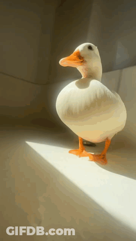 A White Duck With An Orange Beak Is Standing On A White Surface GIF