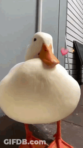 A White Duck With Red Feet Is Standing On A Sidewalk Next To A Pink Heart . GIF