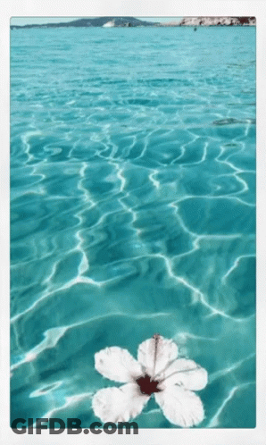 A White Flower Is Floating On Top Of A Blue Water Surface GIF