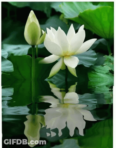 A White Flower Is Reflected In A Pond With Green Leaves GIF