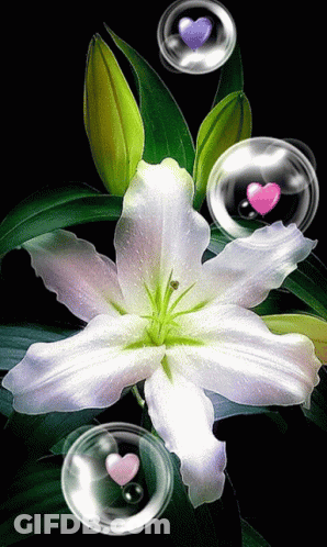 A White Flower Is Surrounded By Bubbles With Hearts In Them GIF