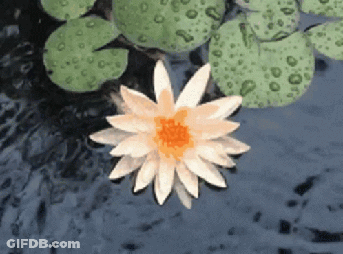 A White Flower With A Red Center Is Floating On Top Of A Body Of Water GIF