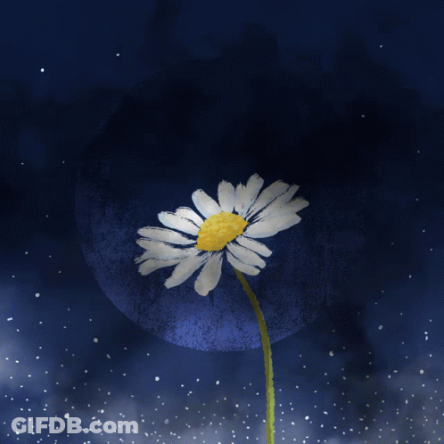 A White Flower With A Yellow Center Is Against A Blue Background GIF