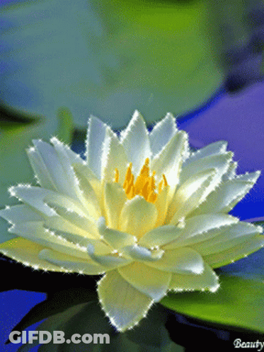 A White Flower With A Yellow Center Is Floating In A Pond GIF
