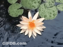 A White Flower With A Yellow Center Is Floating In A Pond With Lily Pads GIF