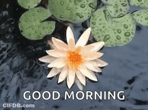 A White Flower With A Yellow Center Is Floating In A Pond With The Words Good Morning Written Below It GIF