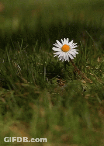 A White Flower With A Yellow Center Is Growing Out Of The Grass GIF