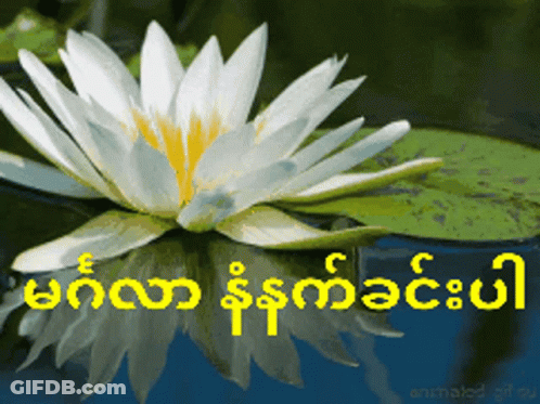 A White Flower With A Yellow Center Is In The Water GIF