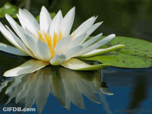 A White Flower With A Yellow Center Is Reflected In A Pond GIF