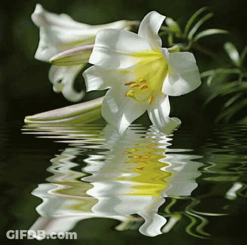 A White Flower With A Yellow Center Is Reflected In Water GIF
