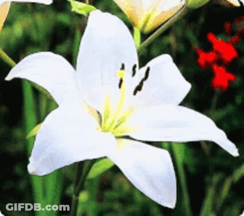 A White Flower With A Yellow Center Is Surrounded By Green Leaves GIF