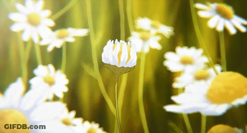 A White Flower With A Yellow Center Is Surrounded By Other Flowers GIF