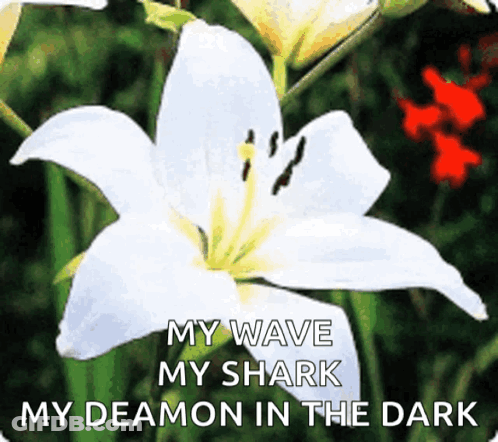 A White Flower With The Words My Wave My Shark My Deamon In The Dark Above It GIF