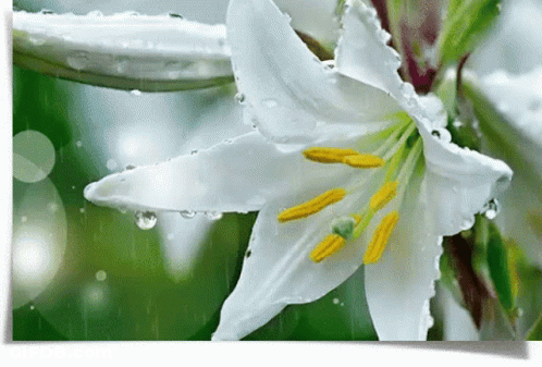 A White Flower With Water Drops On It GIF