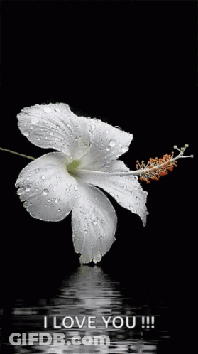 A White Flower With Water Drops On It And The Words I Love You !!! Below It GIF