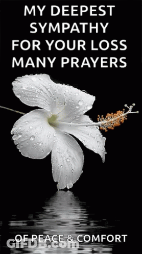 A White Flower With Water Drops On It Is On A Black Background . GIF